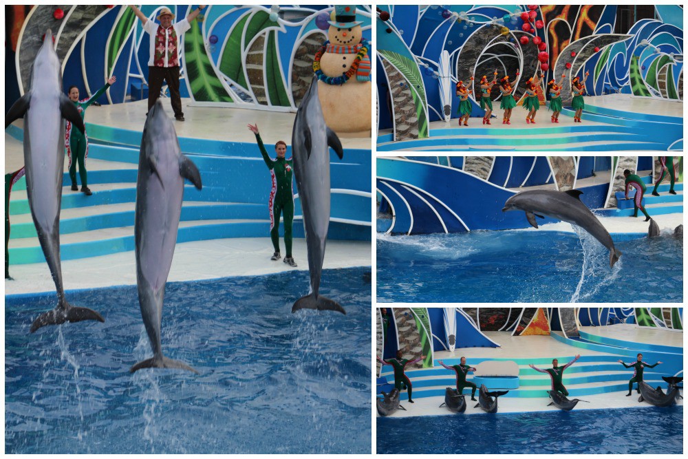 Christmas at Sea World San Diego: Dolphin Island Christmas