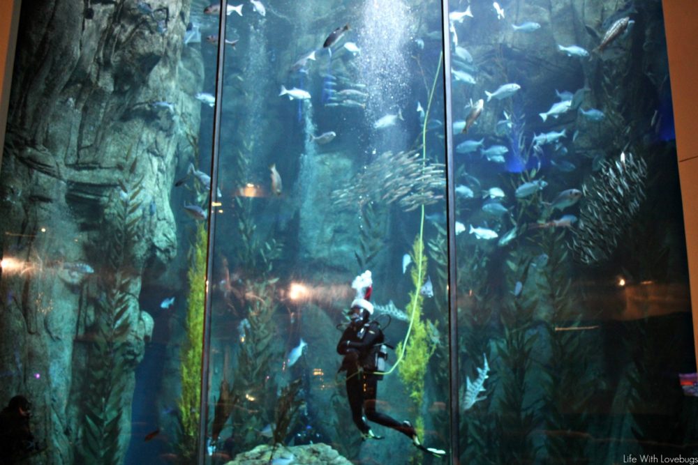 Holidays at The Aquarium of the Pacific