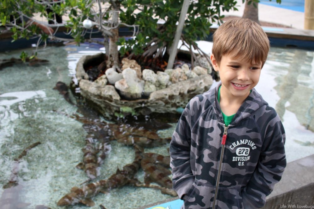 Holidays at The Aquarium of the Pacific