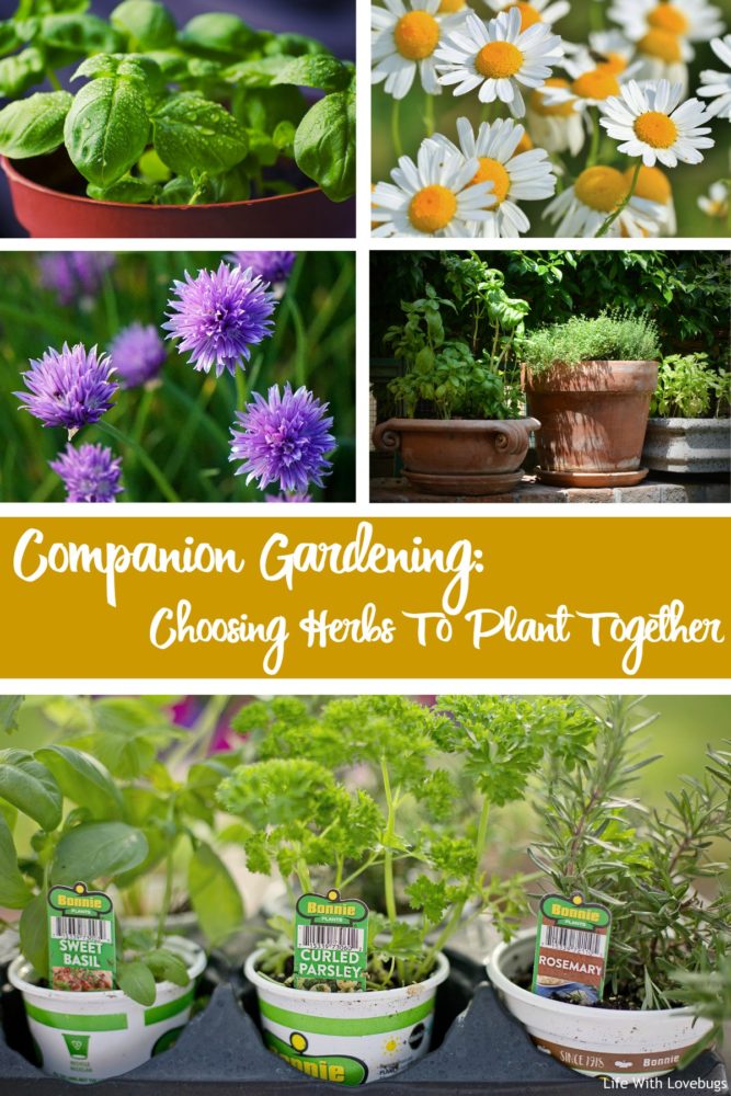 Companion Gardening: Choosing Herbs To Plant Together