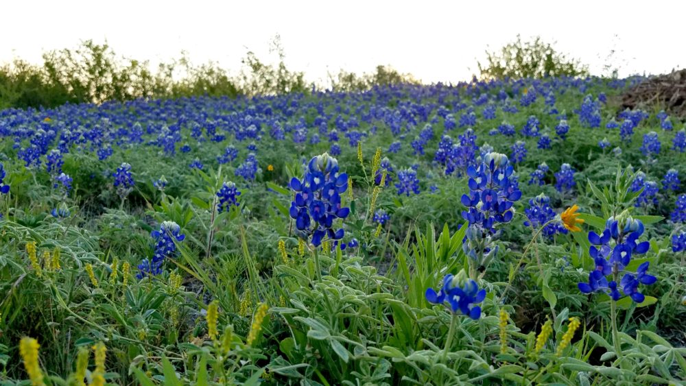 Local Events and Venues in and around the Texas Hill Country area