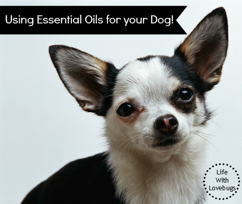 Using Essential Oils for your Dog!