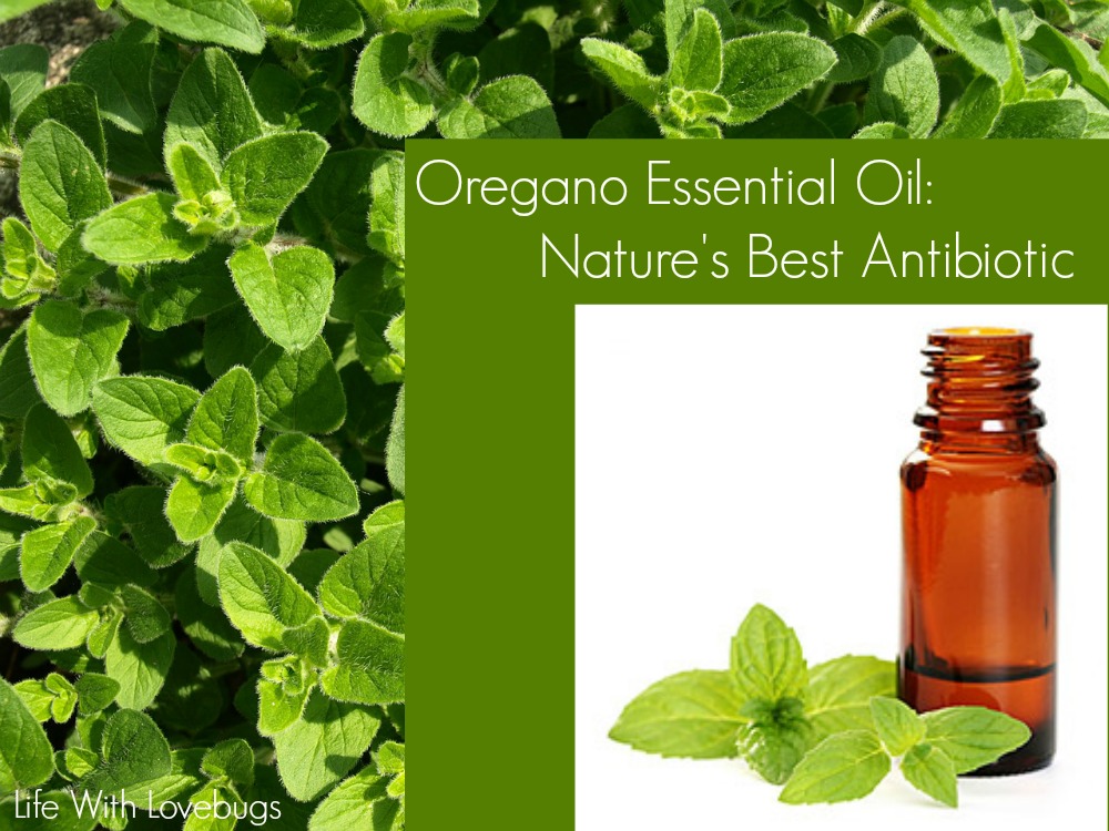Oregano Essential Oil: Nature's Best Antibiotic!