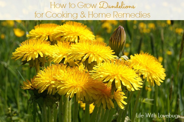 How to Grow Dandelions for Cooking & Home Remedies