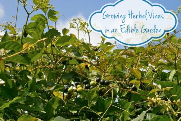 Growing Herbal Vines in an Edible Garden