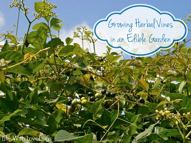 How to Grow Herbal Vines in an Edible Garden