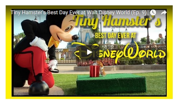 Tiny Hamster Visits Disney World