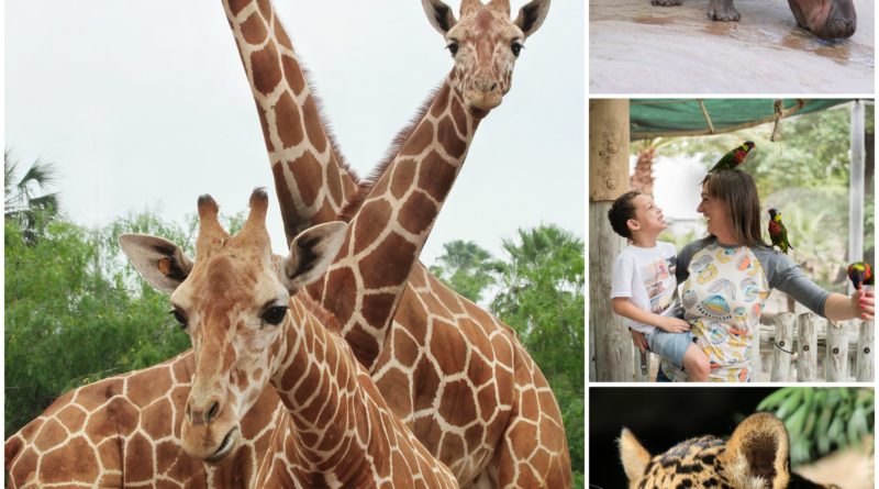San Antonio Zoo: Free Admission for First Responders in September