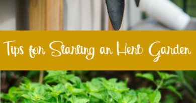Tips for Starting an Herb Garden