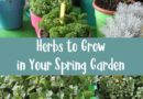 Herbs to Grow in Your Spring Garden