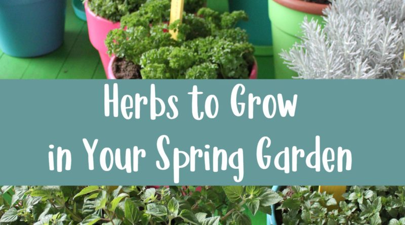 Herbs to Grow in Your Spring Garden