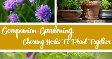 Companion Gardening: Choosing Herbs To Plant Together