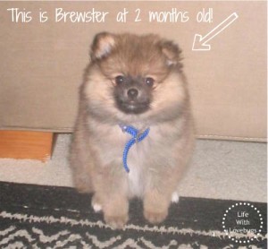 Staying Active With My Dog Brewster