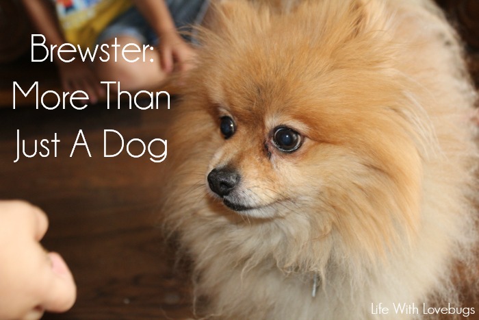 More Than Just A Dog