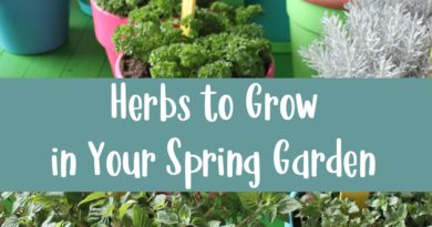 Herbs to Grow in Your Spring Garden